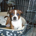Staffordshire Bull Terrier
