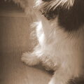 Jack Russell Terrier