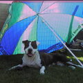 American Staffordshire Terrier