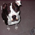 American Staffordshire Terrier