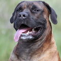 Boerboel