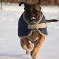 Boerboel
