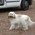 Tibetaanse Terrier