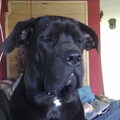 Cane Corso