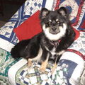 Finse Lappenhond