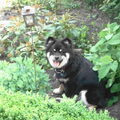 Finse Lappenhond