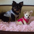 Chihuahua, langhaar