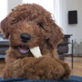 Labradoodle