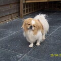 Pekingees