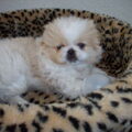 Pekingees