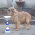 Griffon Bruxellois