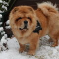Ik houd heel erg veel van de sneeuw! ik ren de hele tijd heen en weer, en lekker met mn neus in de sneeuw wroeten! 


