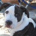 American Staffordshire Terrier