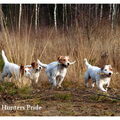 Jack Russell Terrier