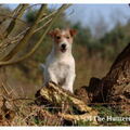 Jack Russell Terrier