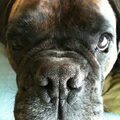 Boxer