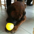 Boxer