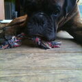 Boxer