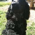 Engelse Cocker Spaniel