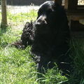 Engelse Cocker Spaniel