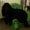 Engelse Cocker Spaniel