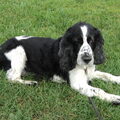 Engelse Cocker Spaniel