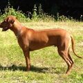 Rhodesian Ridgeback