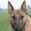 Bull Terrier