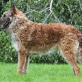 Belgische Herdershond, Laekense