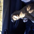 American Staffordshire Terrier
