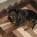Dwergpinscher