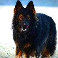 Oud Duitse Herdershond
