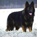 Oud Duitse Herdershond