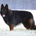 Oud Duitse Herdershond