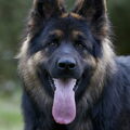 Oud Duitse Herdershond
