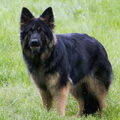 Oud Duitse Herdershond