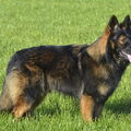 Oud Duitse Herdershond