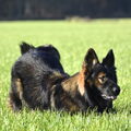 Oud Duitse Herdershond