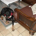 Beauceron