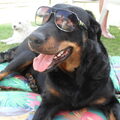 Beauceron