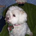Maltezer