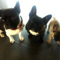 Franse Bulldog