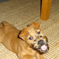 Ierse Terrier