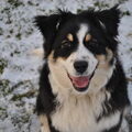 Australian Shepherd