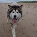 Alaskan Malamute