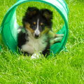 Sheltie