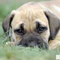 Ade Bo
Zuid Afrikaanse Boerboel