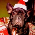 Franse Bulldog