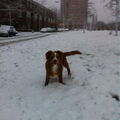 Nova Scotia Duck Tolling Retriever