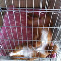Nova Scotia Duck Tolling Retriever